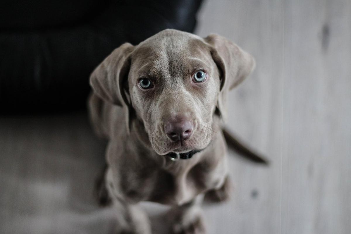 weimaraner-1381186 1920 weimaraner-1381186 1920