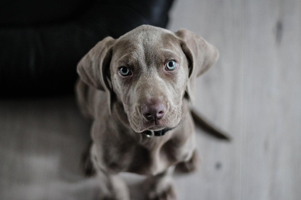 weimaraner-1381186 1920