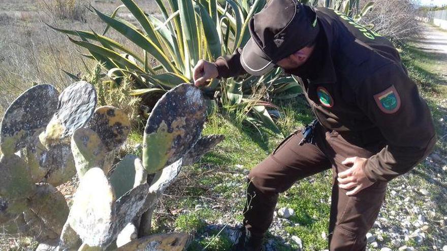 Plagas «aliadas» de insectos arrasan las chumberas y piteras del Millars