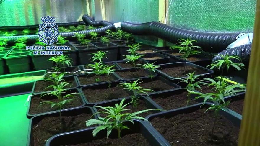 La Policía Nacional detiene a 13 personas y desarticula una organización dedicada al cultivo y distribución de marihuana
