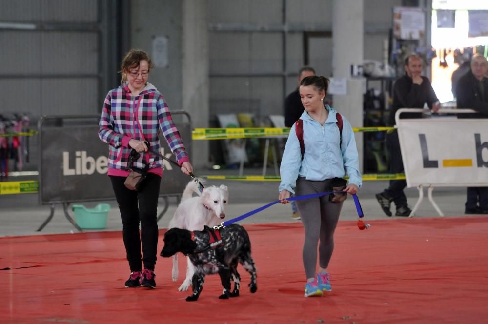 Desfile en la feria de la mascota de Santullano