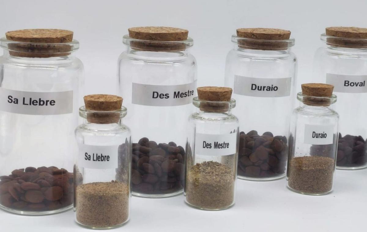 Muestras con diferentes variedades de algarrobas de las islas utilizadas en el estudio. | CAIB