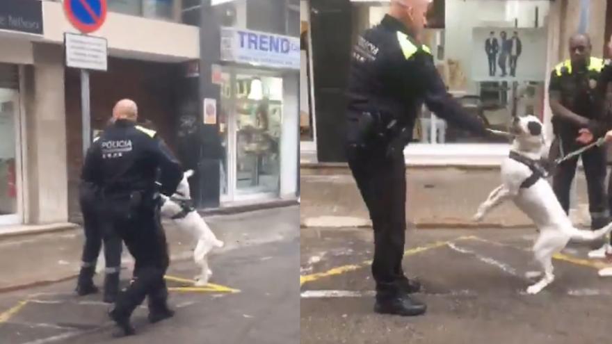 Un policía local pega con su porra a un cachorro de perro en Terrassa