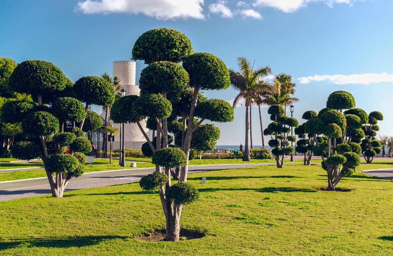Árboles en el Parque de la Batería de Torremolinos.