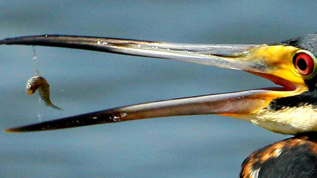 Un bernat pescaire tricolor devora un petit peix davant de la platja Venecia, a Louisiana (EUA). Les autoritats locals temen que els pròxims dies el vessament de cru contamini l¿àrea.