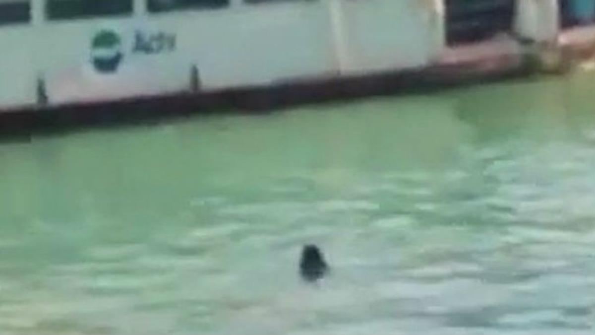 Imagen del inmigrante gambiano, en aguas del canal de Venecia en uno de los vídeos que circula por YouTube.