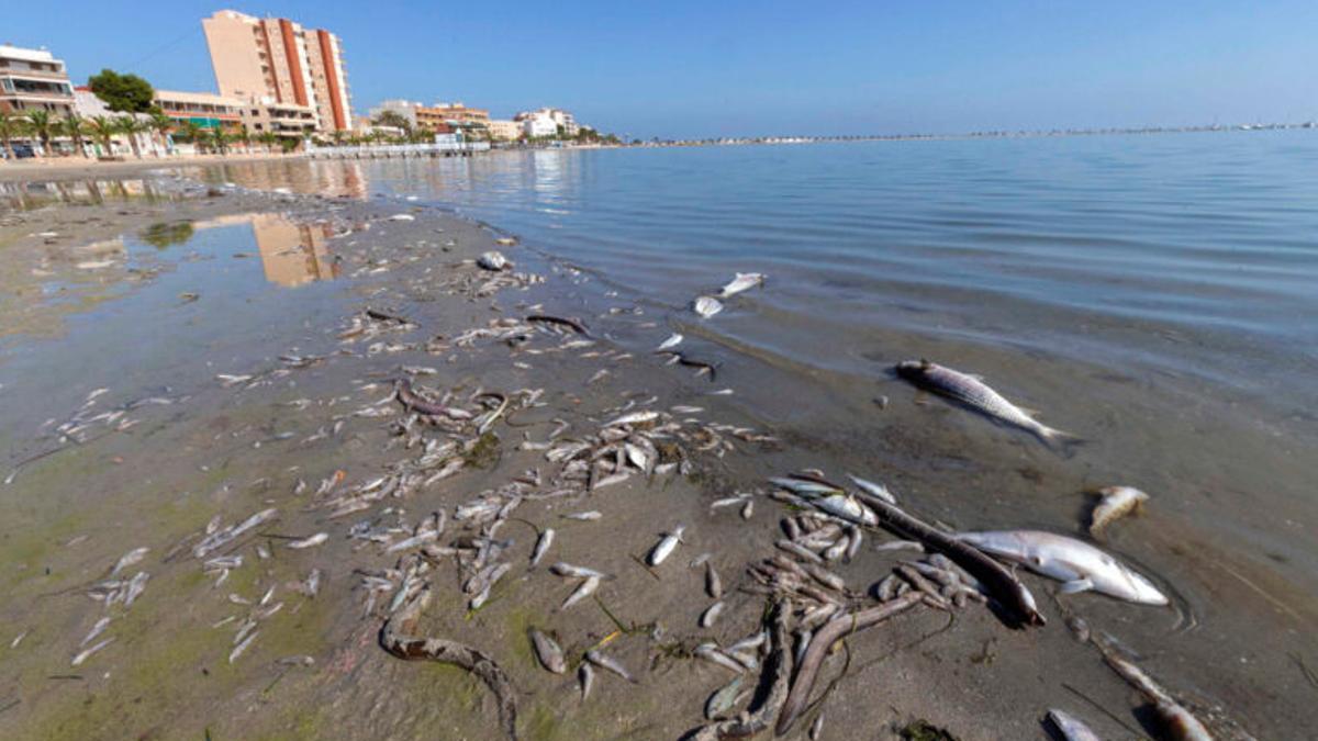 Batería de medidas ambientales para rehabilitar el Mar Menor