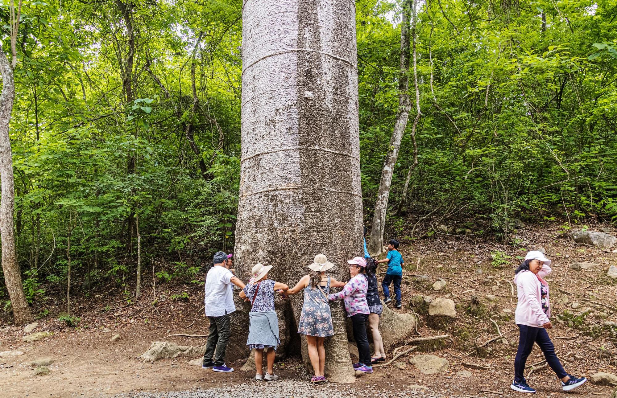 Los árboles gigantes de Puyango