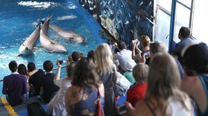 El Zoo de Barcelona ampliarà i millorarà les instal·lacions amb un pla de 25 milions d’euros.