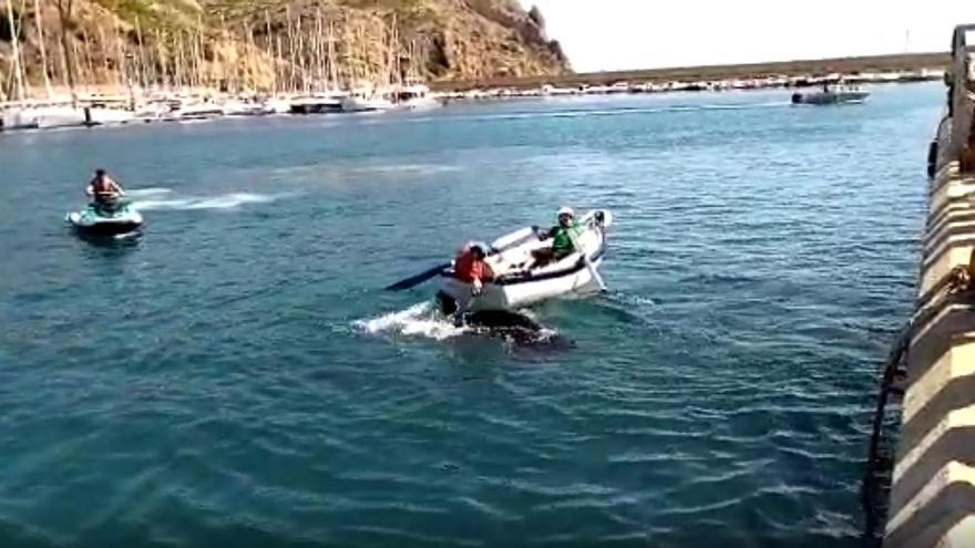 Sacan con gran dificultad a la primera vaquilla que ha caído al agua en los Bous a la mar de Xàbia.