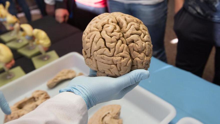 Un cerebro mostrado en el centro.