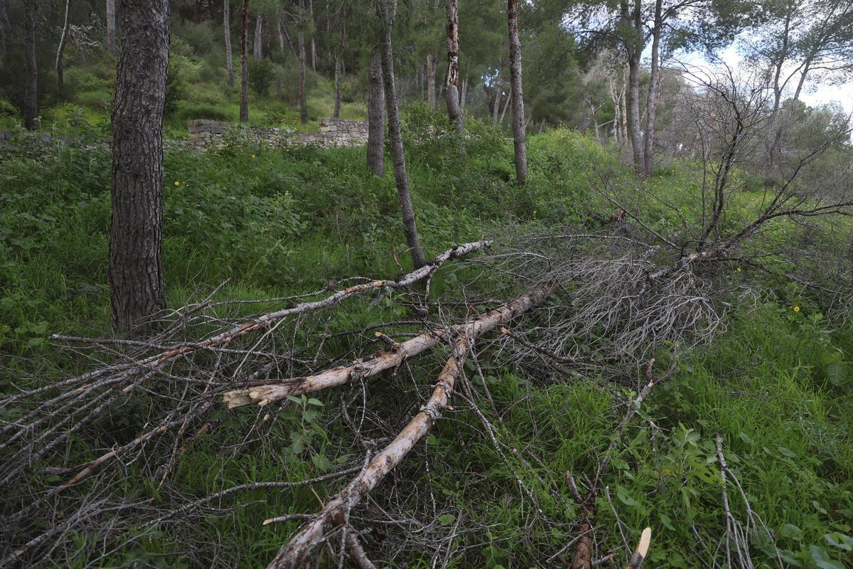 Ramas de pinos secas en la ladera.