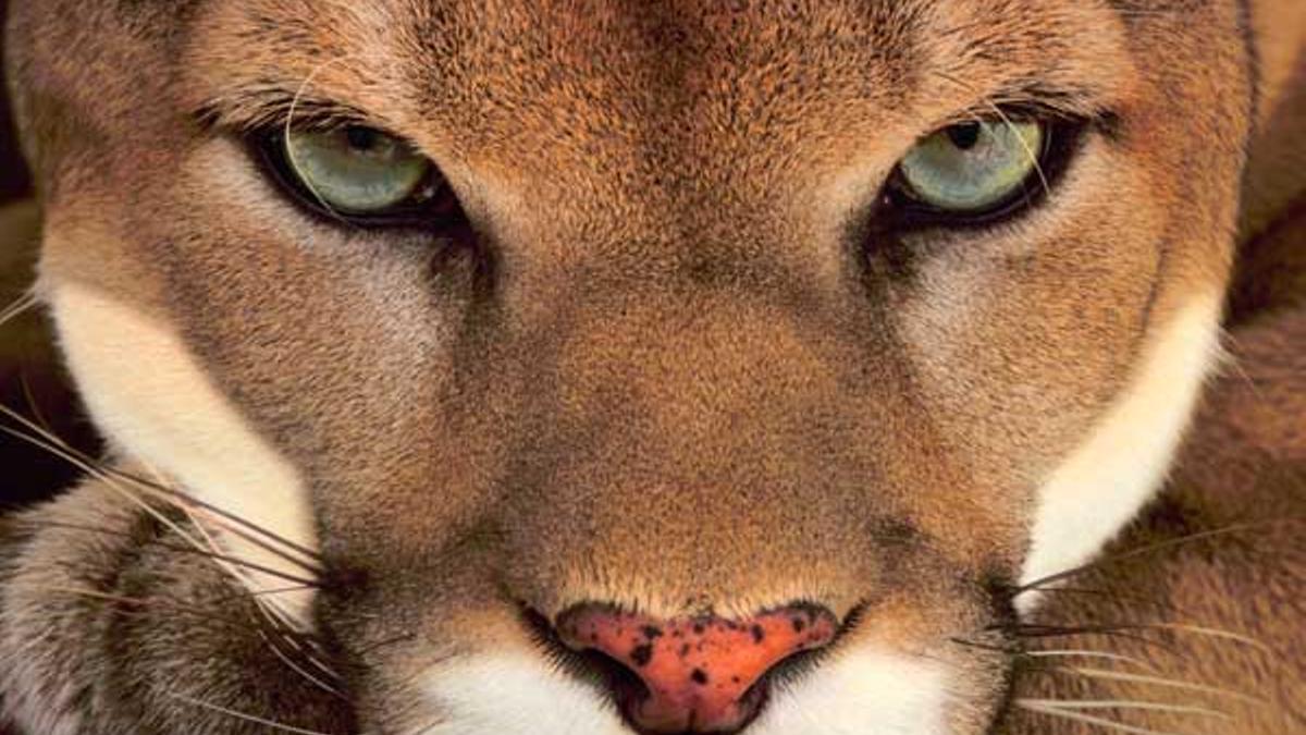 Puma, o león de montaña, en Belice.