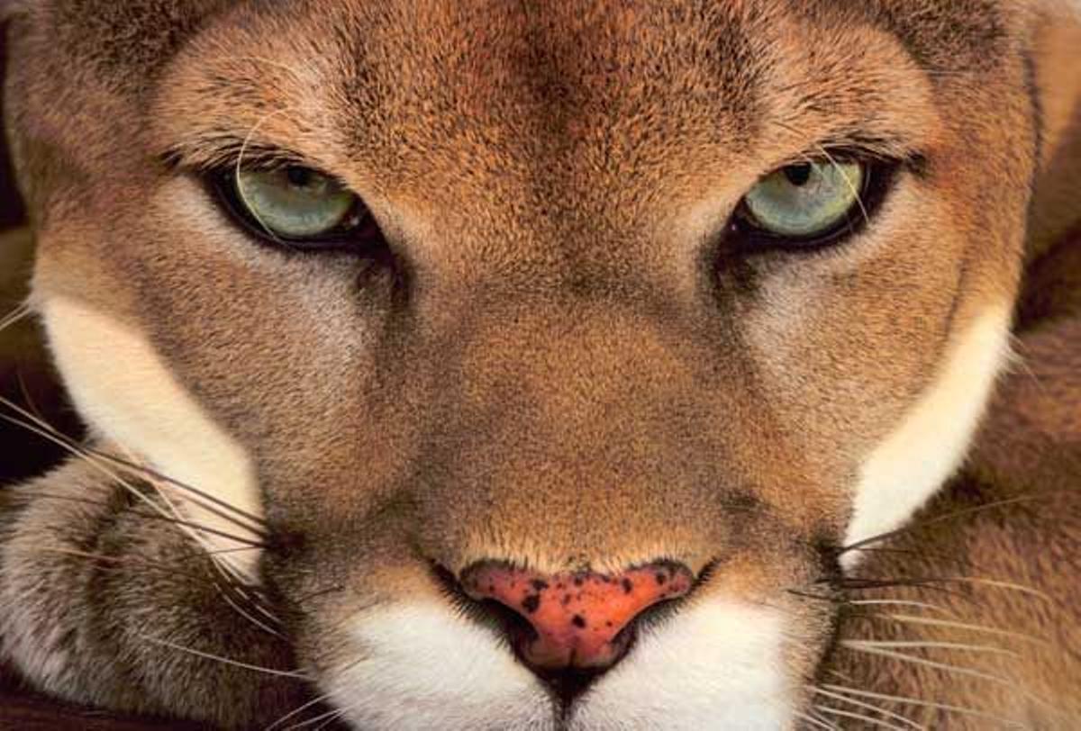 Puma, o león de montaña, en Belice.