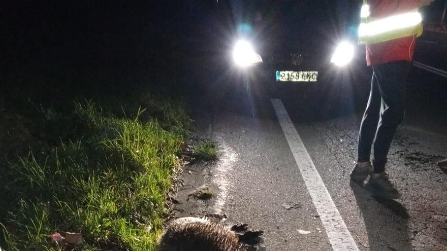 Un jabalí provoca un accidente en Vila de Cruces