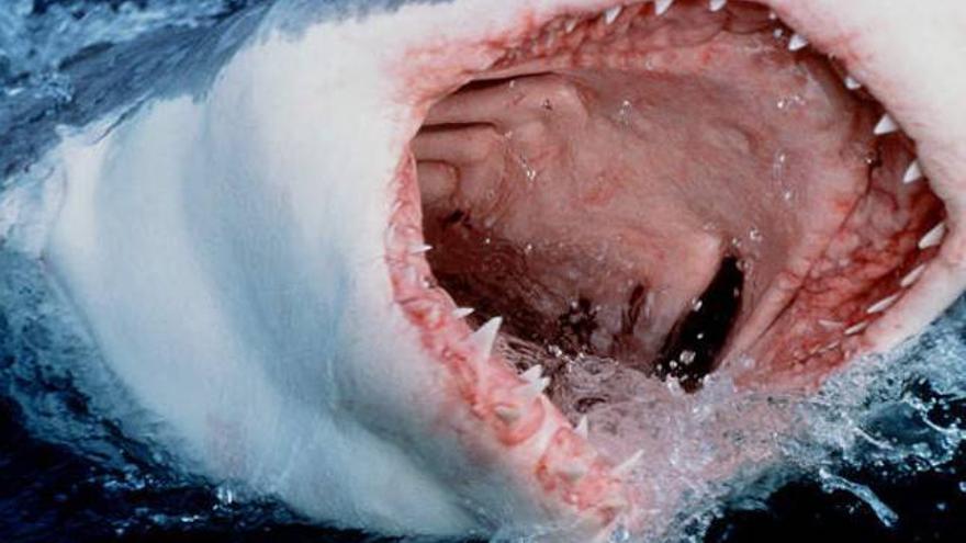 Un tiburón mata a un recolector de vieiras en Australia