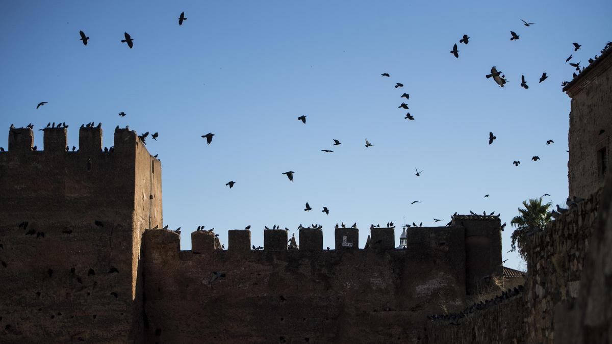 Palomas sobrevuelan la muralla de Cáceres.