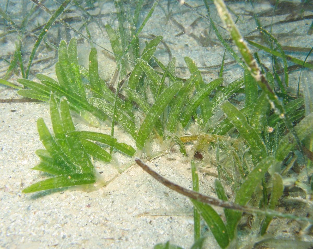 El alga 'Halophila stipulacea'