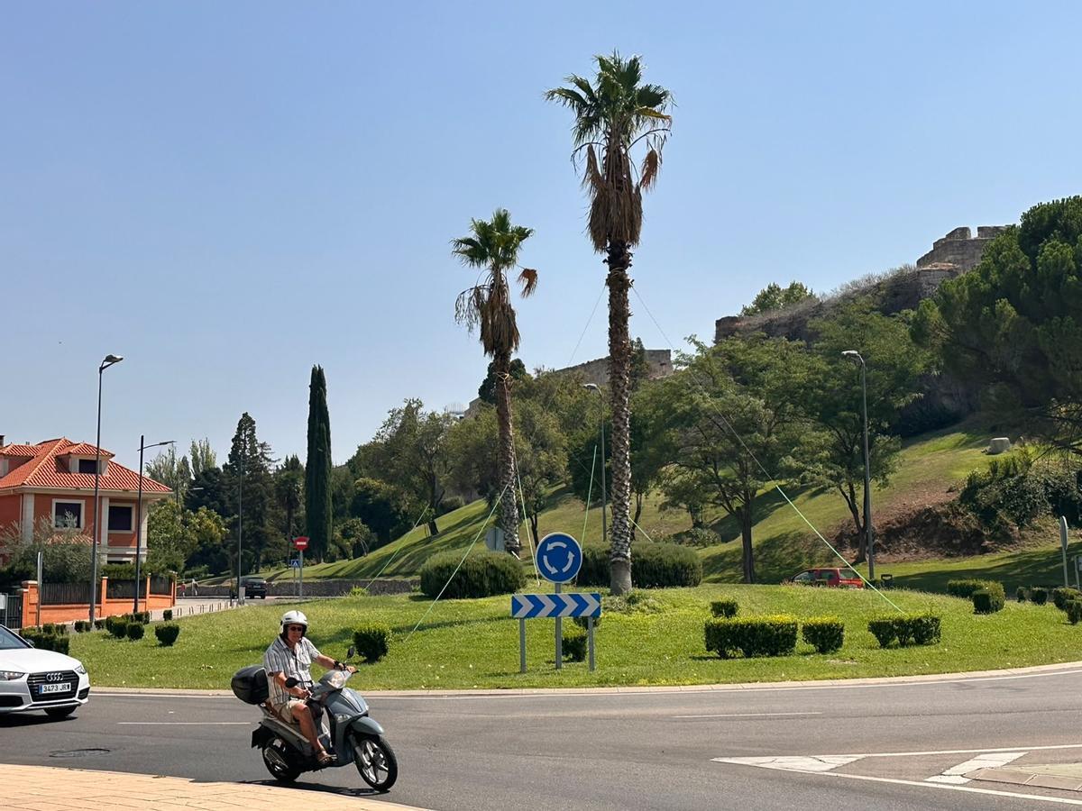 Las palmeras, en la rotonda de Trascastillo.