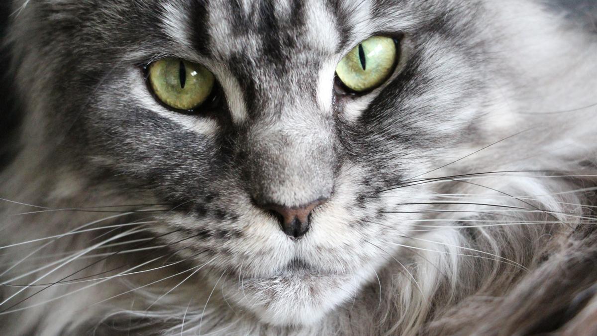 Estas son las razas de gato más agresivas: maine coon.