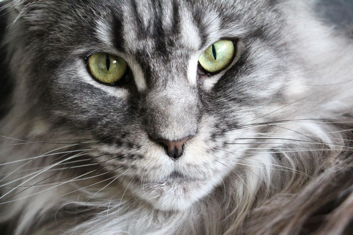 Estas son las razas de gato más agresivas: maine coon.