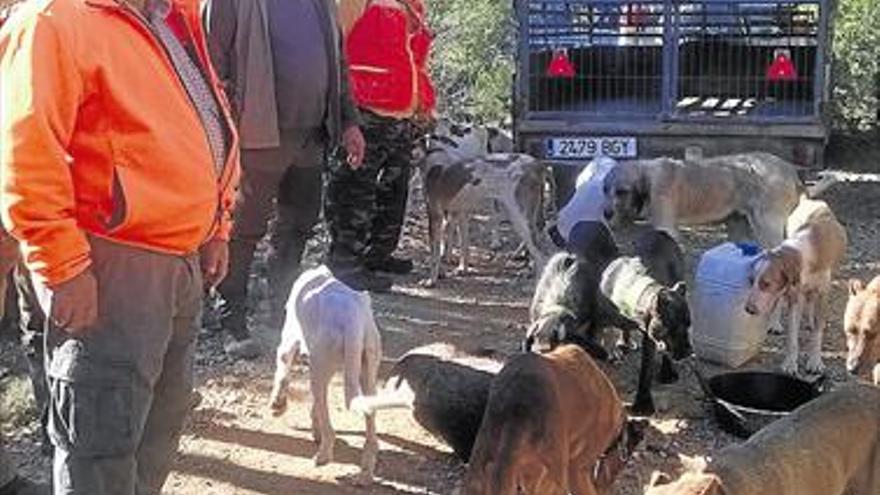 La caza de jabalíes se cuadruplica en una década en Castellón y llega a 5.000 al año