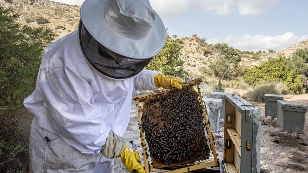 Un apicultor recoge un panal, en imagen de archivo.