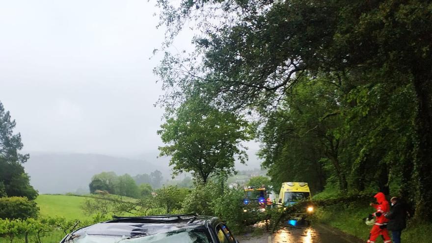 Herido tras caer un árbol encima del coche que conducía en Piloño