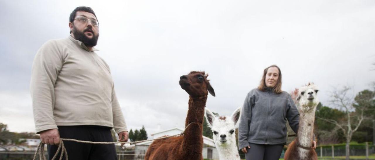 Roberto Ríos e Isabel Villamor, con tres de sus alpacas.  | // BERNABÉ / CRIS M. V.