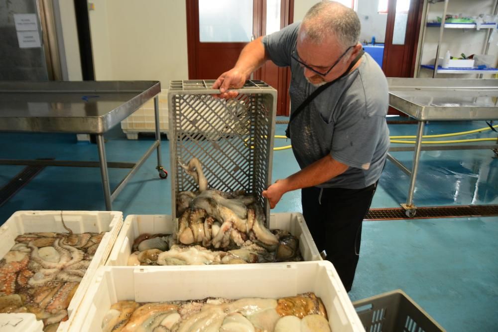 Capturas de nécora y pulpo en la lonja de Cangas // Santos Álvarez