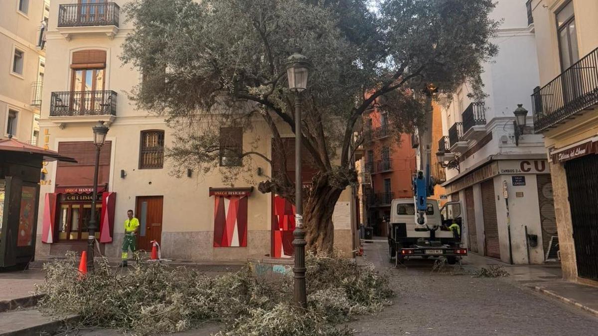 El olivo de la plaza del Doctor Collado ya está siendo podado.