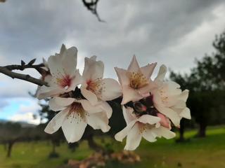 Trotz Schnee und Kälte: Auf Mallorca ist die Mandelblüte wieder da