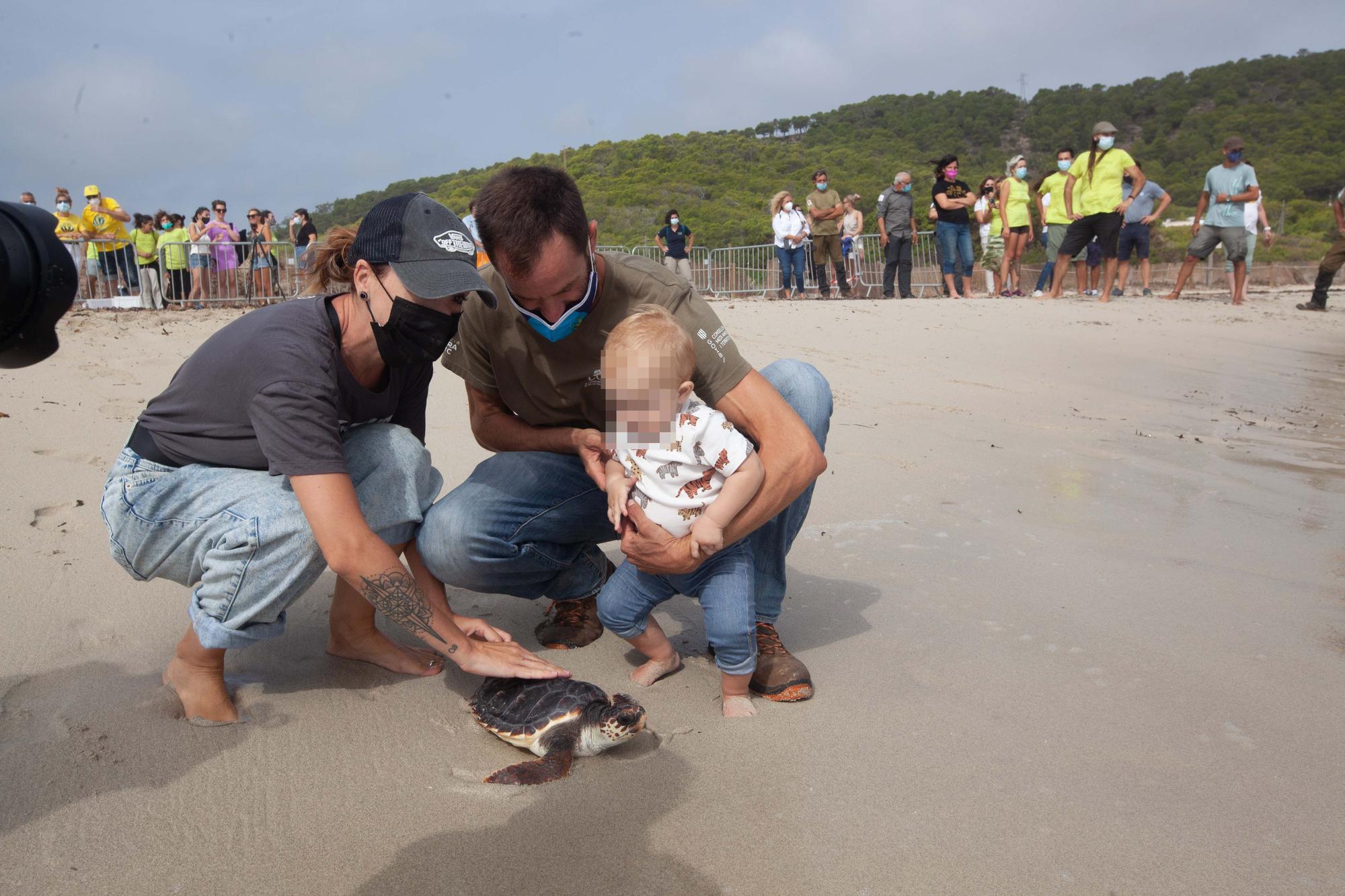 Ponen en libertad a las primeras tortugas nacidas en una playa de Ibiza