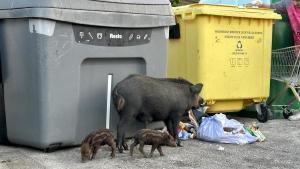 Una hembra de jabalí pasea en busca de comida con sus crías por un aparcamiento en la zona de Torrenueva, en Mijas (Málaga).
