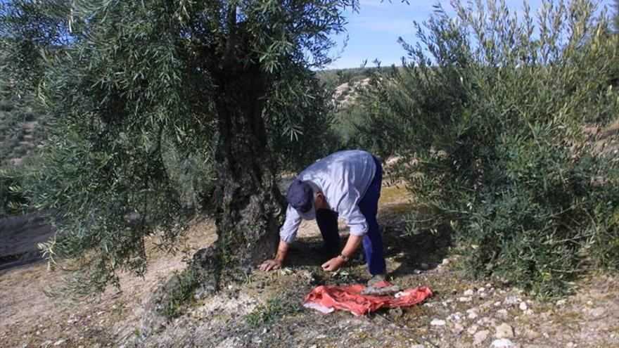 El precio del aceite de oliva registra un alza «insuficiente» para el sector