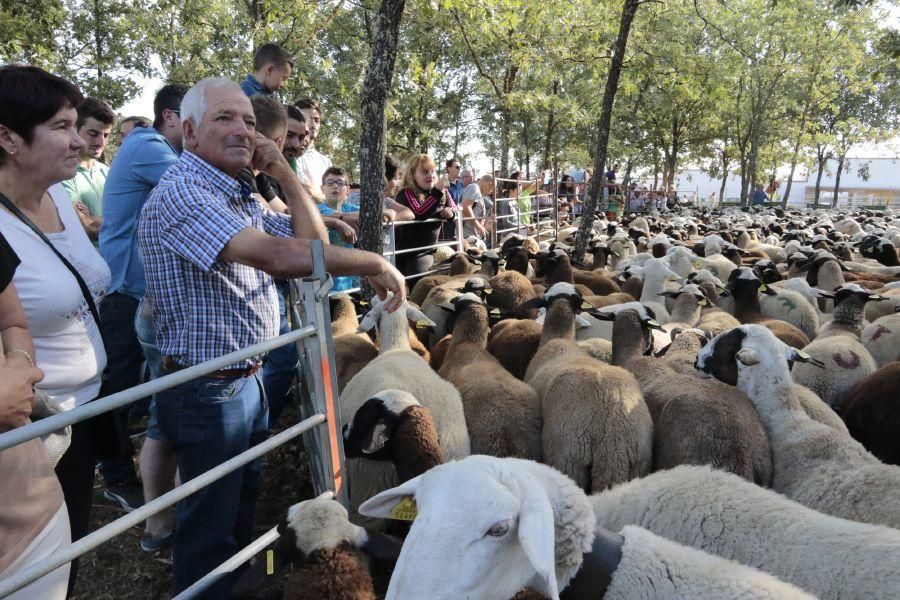 Fiesta de la Trashumancia en San Vitero