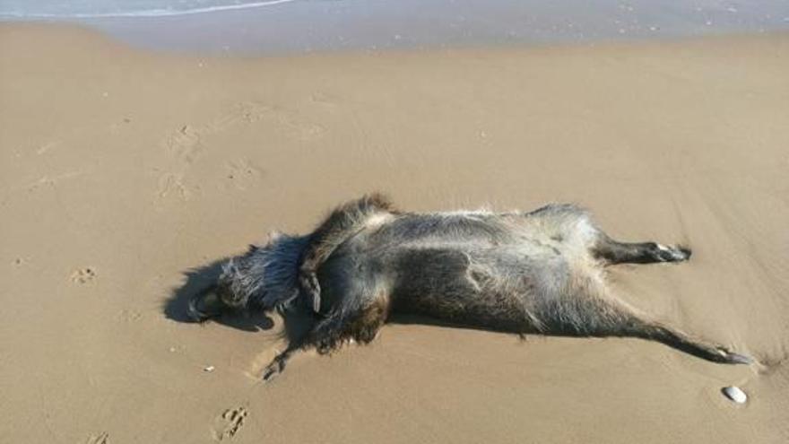 Un jabalí aparece muerto en la orilla de la playa de La Mata