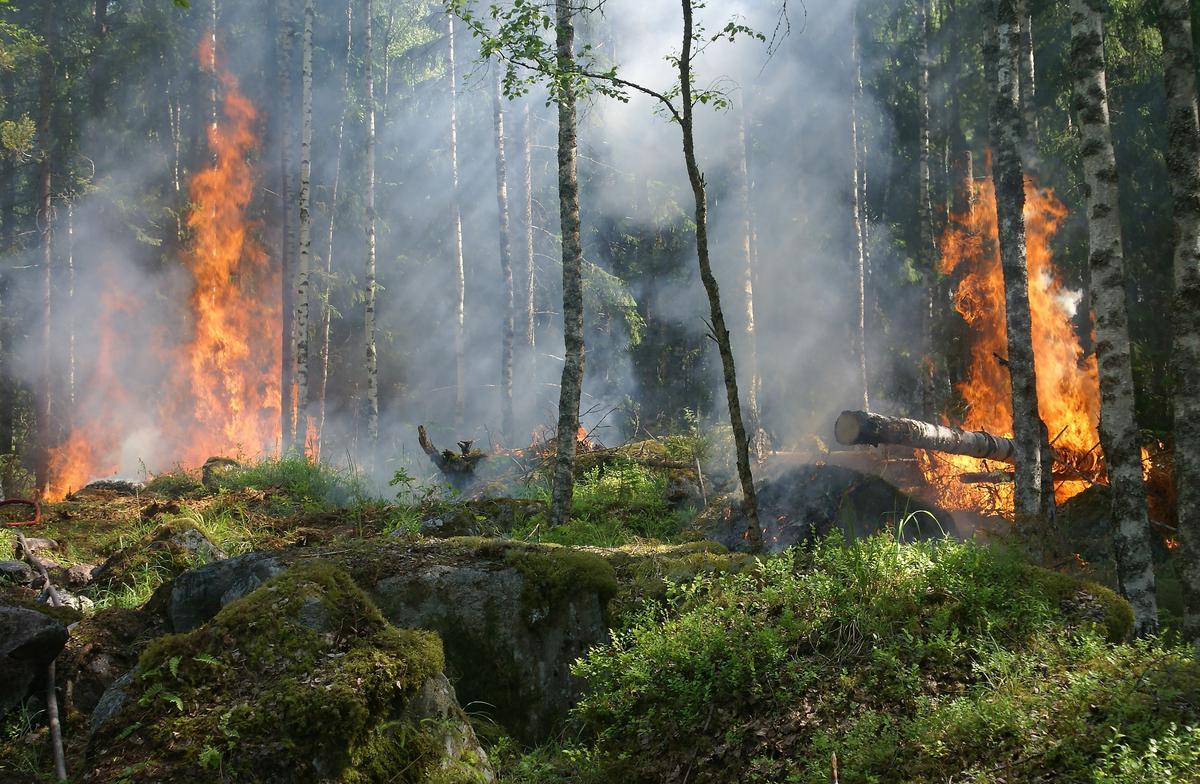 Las partículas de humo de los incendios forestales parecen erosionar la capa de ozono