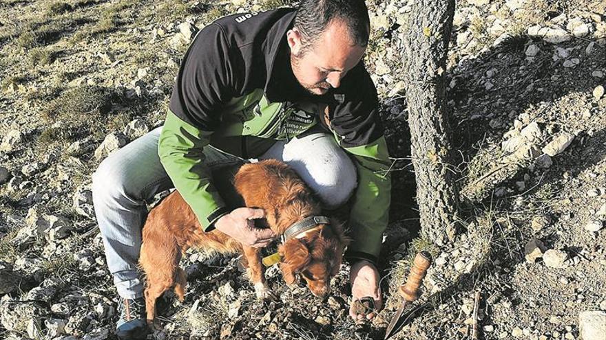 La sequía disparará la trufa de Els Ports hasta los 1.000 euros el kilo