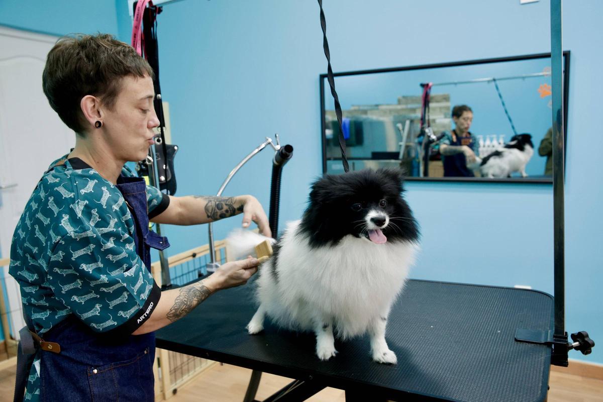 Sara Iglesias le quita el pelo enredado a Lola, una pequeña pomerania que fue la primera clienta de la mañana.