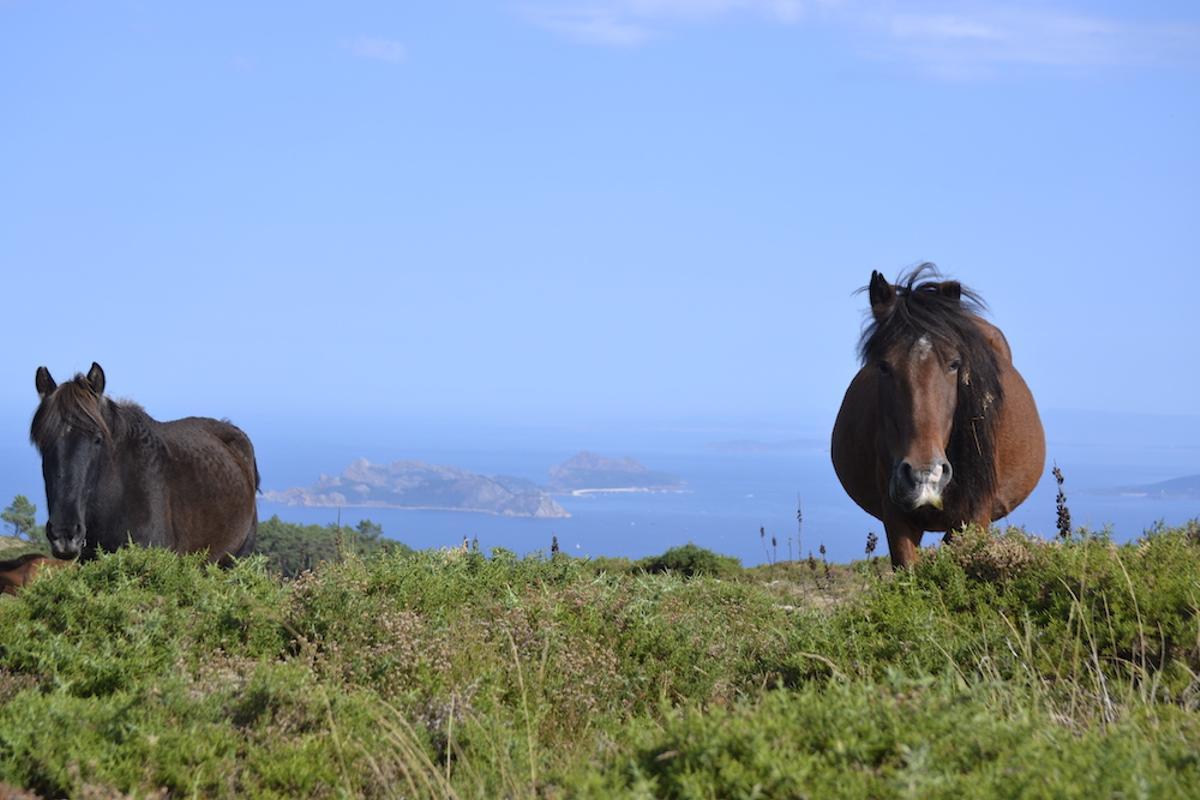 Baioneses y sus visitantes podrán disfrutar del Safari Etológico de Garranos los días 1 y 16 de abril.