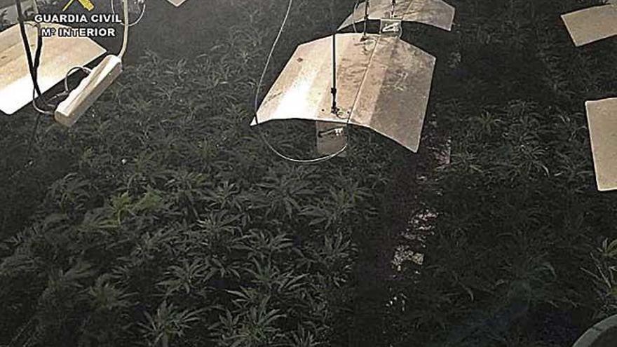 Plantas de marihuana halladas en el chalÃ© de los acusados.