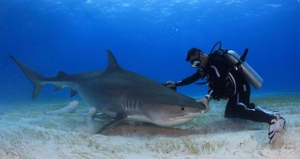 Un especialista bucea junto a un tiburón.