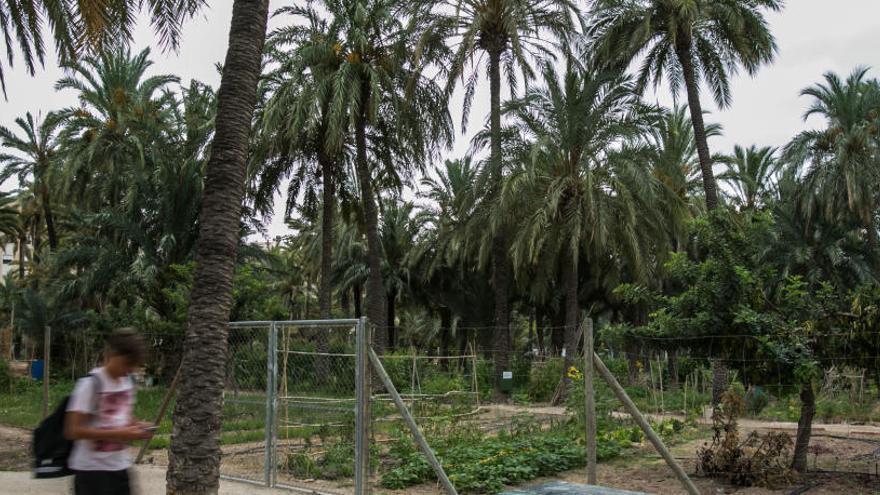 Medio Ambiente extenderá el hongo para luchar contra el picudo al Huerto del Carmen