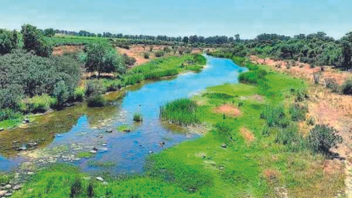 El parque de Doñana se seca por la agricultura y el turismo.