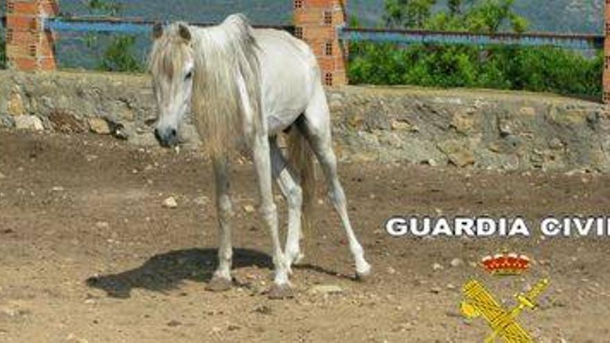 La Guardia Civil imputa a una persona por maltrato animal en Borriol