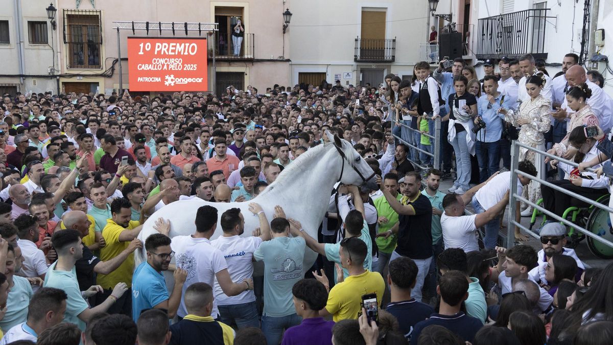 Quesero Arenas, de la Peña Terry, primer premio del concurso morfológico.
