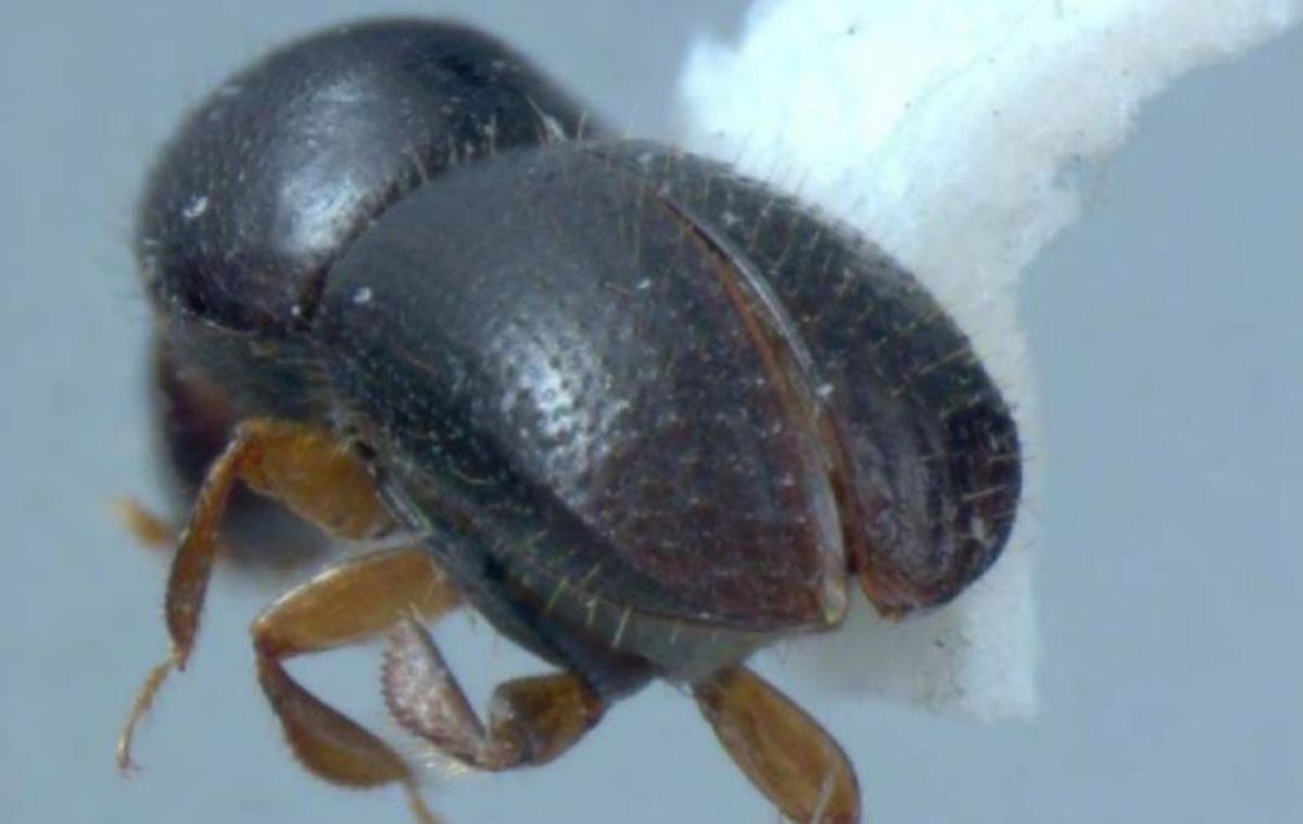 Un ejemplar en edad adulta del Euwallacea Fornicatusun. | L. O.