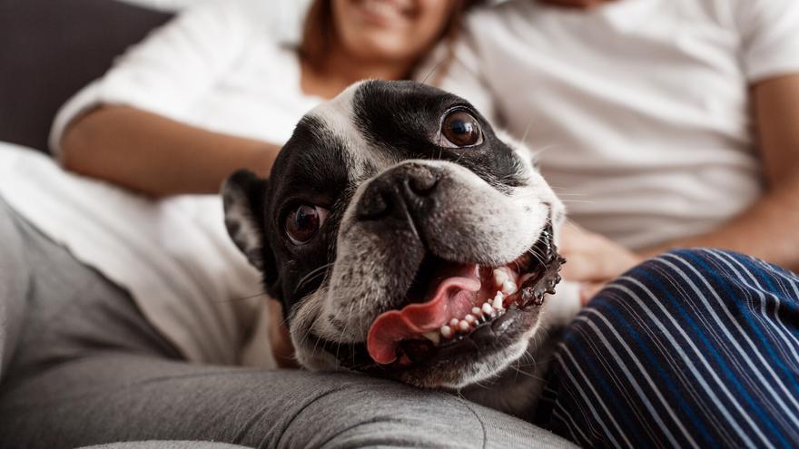 Estas son las mejores razas de perro para vivir en un piso