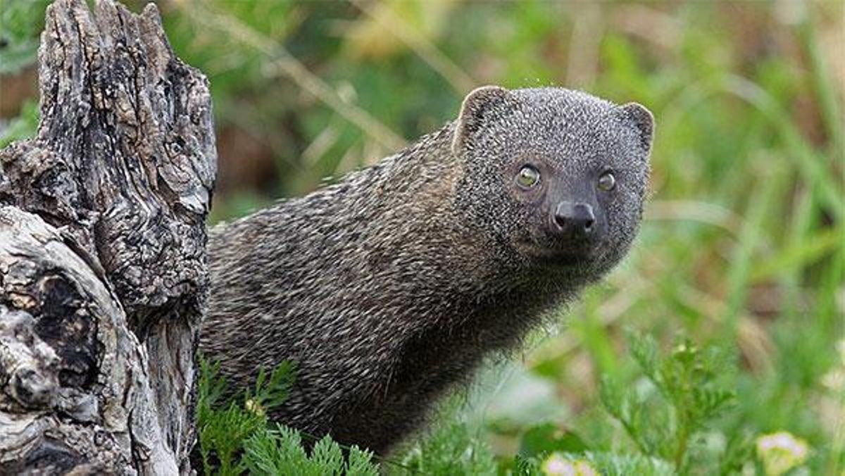 Un nuevo predador de Arribes, el meloncillo, mata varias ovejas en un pago de Fermoselle